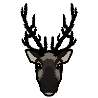 Reindeer